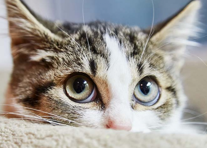Apakah Kucing Bisa Khawatir Pada Pemiliknya? Yuk, Simak 5 Tandanya Berikut ini yang Bisa Bikin Baper