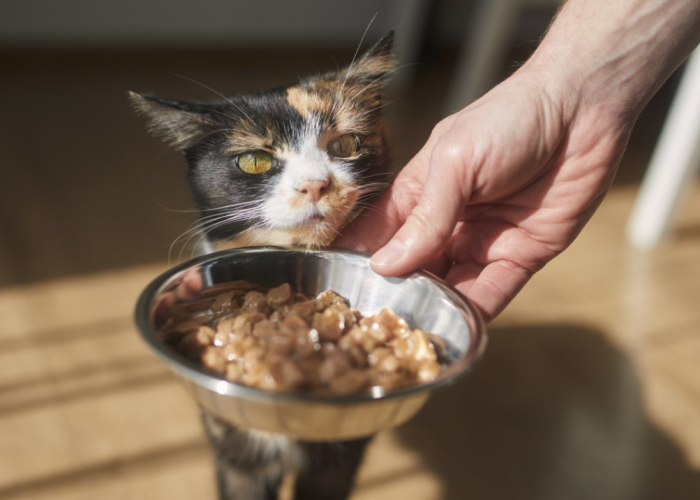 Berapa Porsi Makanan Kucing Sehari Sesuai Umurnya? Beri Anabul Makan Cukup 2 Kali Sehari