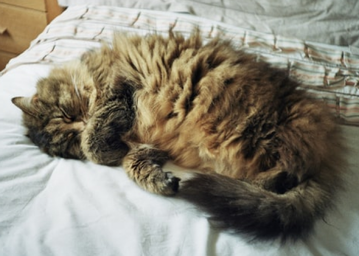 6 Keuntungan Tidur dengan Kucing di Kasur, yang Ternyata Menyehatkan Tubuh Kita!