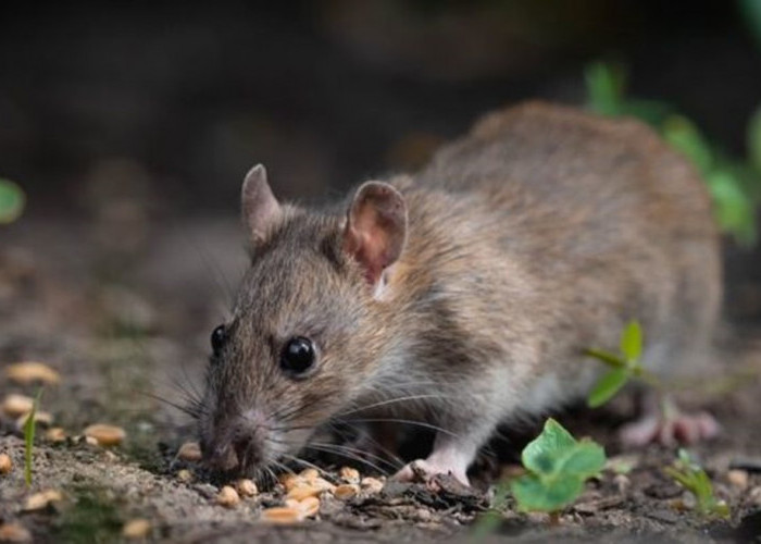 Jangan Berserakan! Inilah Jenis dan Macam Makanan yang Sangat Disenangi dan Dapat Mendatangkan Tikus di Rumah