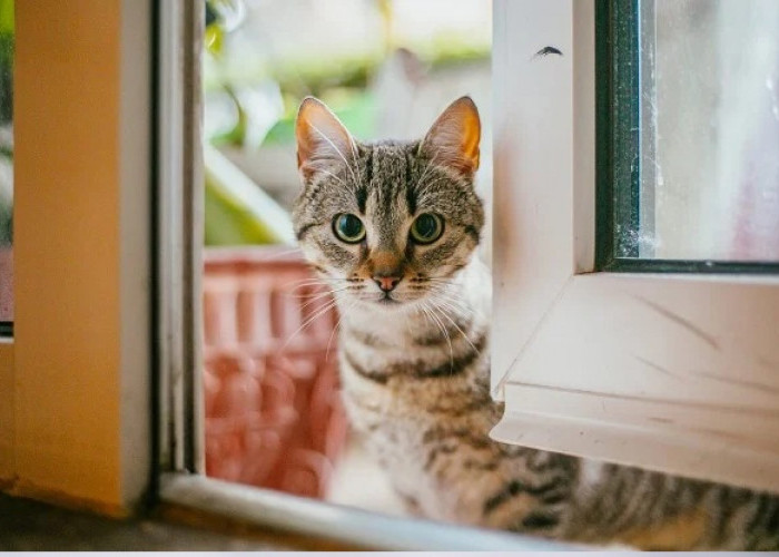 Kucing Liar Datang ke Rumah Tanda Pembawa Rezeki Menurut Primbon Jawa, Lakukan 3 Hal Ini Pasti Hoki!