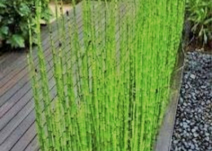 Kenali Jenis-jenis Tanaman Bambu Hias yang Membuat Pekarangan Rumah Semakin Cantik dipandang 