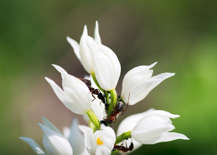 PENTING! Jangan Tanam Ini Didalam Rumah, Berikut 3 tanaman Pengundang Semut Datang, Bikin Gaduh