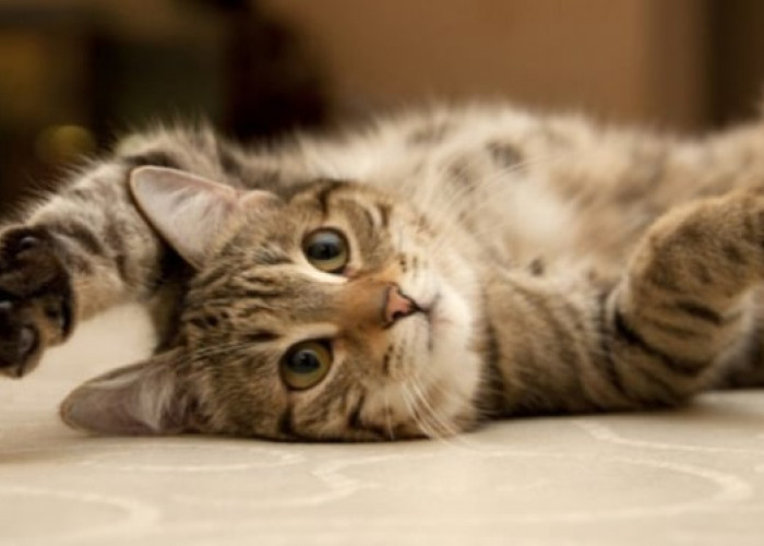 Lucu dan Gemoy, Inilah 6 Tingkah Kucing Pertanda Ia Sedang 'Caper' Pada Pemiliknya, yang Sering Diabaikan!