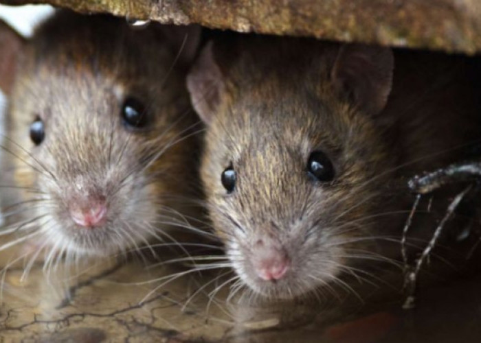 Cara Menemukan Sarang Tikus di Rumah Anda Beserta 5 Tanda Keberadaannya 