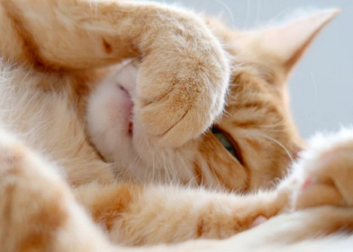 Mengenal 5 Bau Yang di Benci Kucing Tetapi di Sukai Oleh Manusia, Cocok Untuk Mengusir Kucing Secara Alami