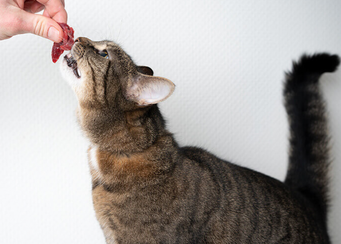 Bolehkah Kucing Makan Tulang? Ternyata 6 Jenis Makanan Berikut ini, Tidak Boleh Dikonsumsi Peliharaan Kita