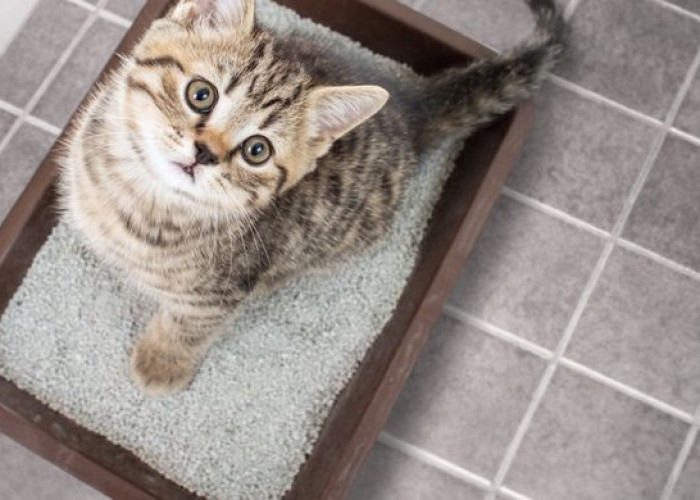 Ayo Biasakan Kucing Berak Pada Tempatnya, Inilah 3 Cara Mengajari Kucing Agar Bau kotorannya Tidak Kemana-mana