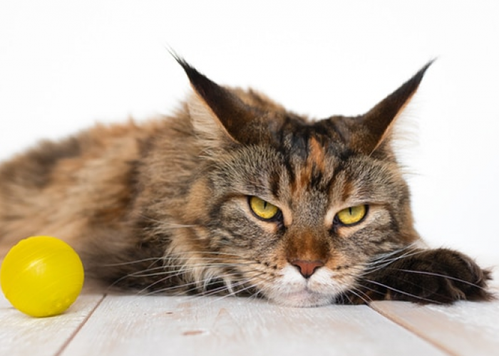 Jarang Diketahui! Berikut adalah 5 Hal yang Sangat Dibenci Kucing Peliharaan Kita