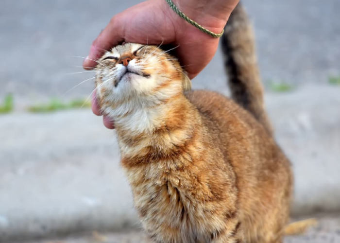 Bagaimana Cara Melatih Kucing Kampung Untuk Patuh dengan Pemiliknya? Simak 5 Caranya Disini!