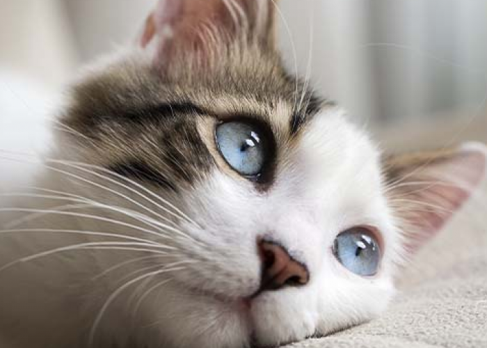 Sangat Sensitif! Ini 6 Tanda Kucing Sedang Depresi dan Sedih, yang Wajib Diketahui Pemilik Kucing!