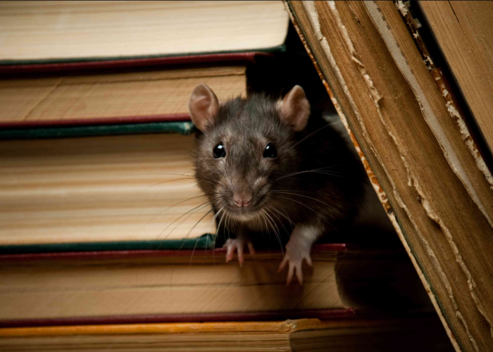 Awas Bisa Bikin Plafon Rumah Ambruk, Berikut 3 Bahaya Tikus di Plafon Rumah dan Cara Mengusirnya