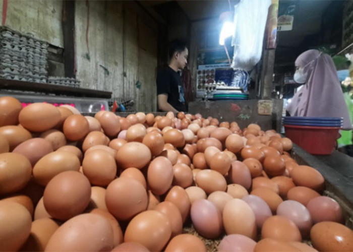 Musim Muludan, Harga Telur Ayam di Kuningan Kembali Naik 