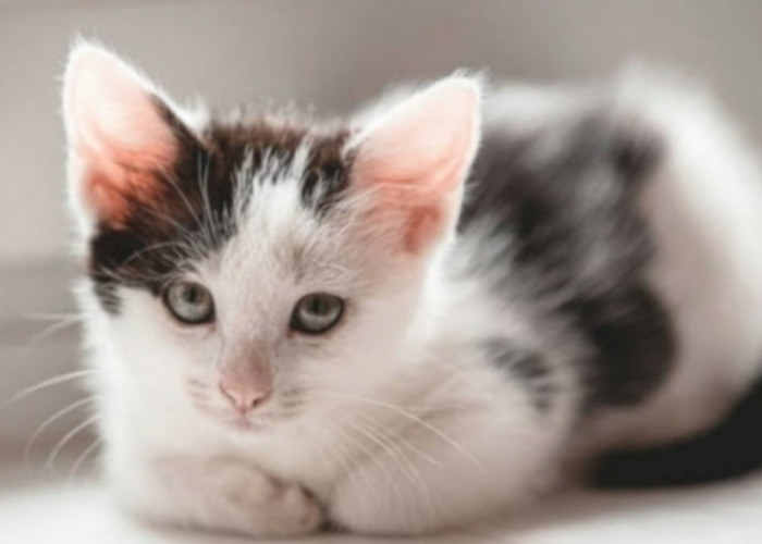 Uniknya Kucing Mix, Ini 4 Fakta Menarik Campuran Kucing Kampung dan Ras Persia, Lebih Tahan Penyakit