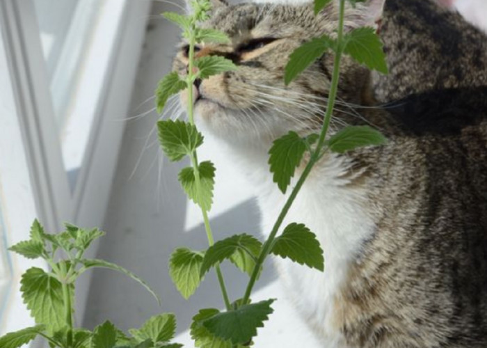 Inilah 8 Tanaman Yang Kucing Benci Karena Aromanya, Para Pemilik Kucing Wajib Tau!