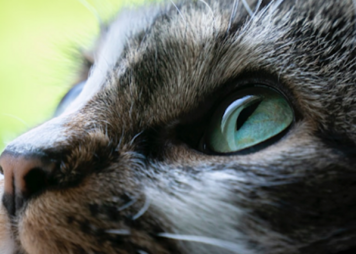 Ini 5 Cara Kucing Meminta Maaf Kepada Pemiliknya, yang Mungkin Sering Kita Abaikan!