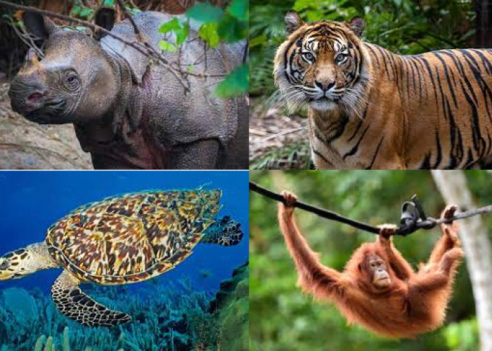 Bukan Hanya Harimau! Inilah 5 Hewan Yang Terancam Hampir Punah Di Indonesia, Apa Saja?
