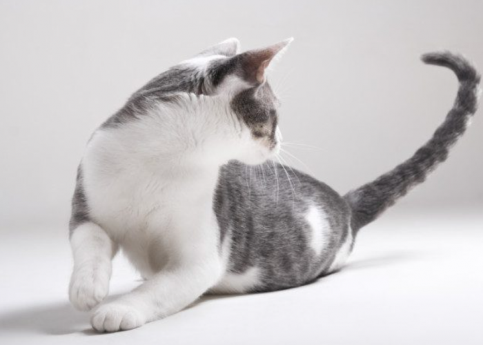 Bikin Gemas, Ternyata Ini 5 Alasan Kenapa Kucing Mengejar Ekornya Sendiri, Bukan Cuma Bermain!