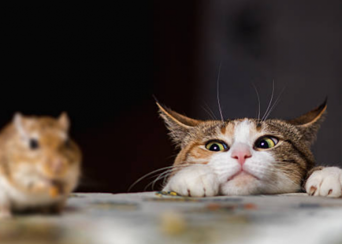 Kucing Sering Membawa Tikus atau Burung ke Rumah? Apa Artinya? Simak Penjelasannya Disini!