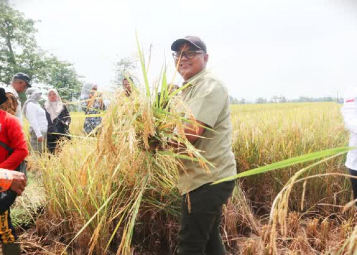 Kuningan ‘Curi Start’ Panen Sawah di Maret, Pantura Masih Pemanasan