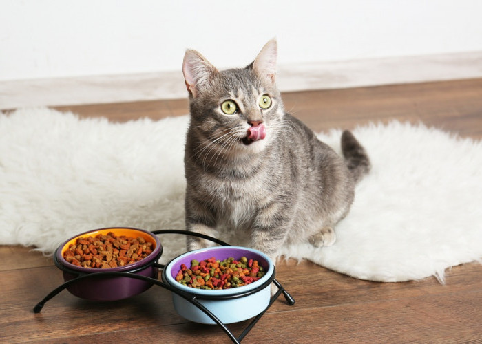5 Merk Makanan Kucing Murah dengan Produk Berkualitas Tinggi yang Menjadi Incaran Pecinta Anabul