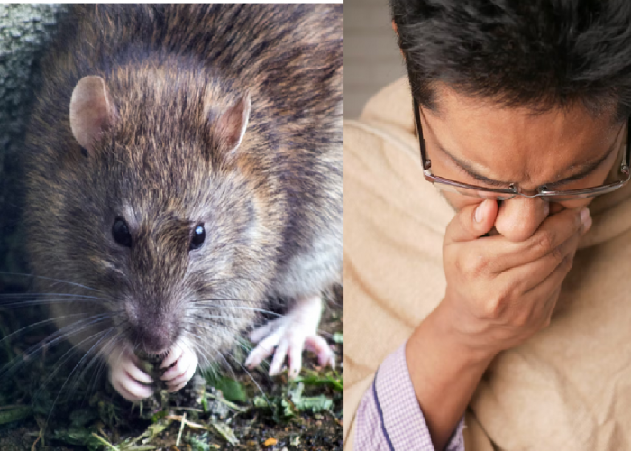 Inilah 5 Penyakit yang Dibawa oleh Tikus, Ternyata Bisa Bikin Demam Tinggi ?