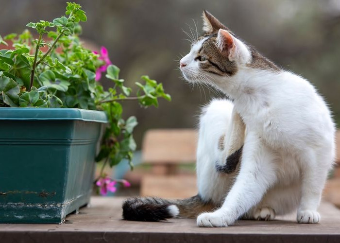 Bikin Kucing Liar Takut dan Kapok Datang ke Rumah! Berikut 5 Tips Mengusir Tikus PUP Sembarangan di Halaman