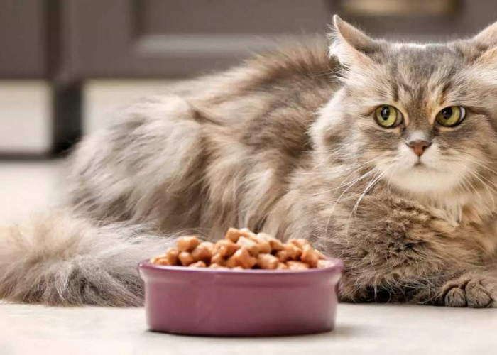 Daftar Merk Makanan Kucing Murah dan Berkualitas yang Bisa Dengan Mudah Kamu Dapatkan di Indomaret Terdekat