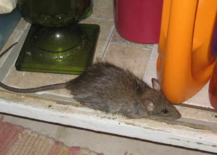 Banyak Kotoran Tikus, Ini 7 Tanda Adanya Sarang Tikus di Rumah yang Patut Diwaspadai
