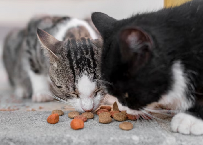 Jangan Salah Pilih! Berikut Makanan Kucing Kampung Yang Tidak Boleh Kamu Berikan Setiap Hari