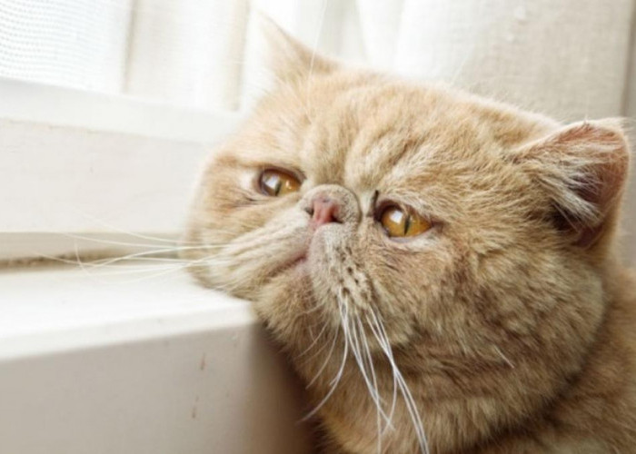 Inilah 5 Tanda Kucing Sedang Tidak Bahagia, Ketahui yu! Apakah Kucing anda Kini Sedang Bahagia atau Sedih?