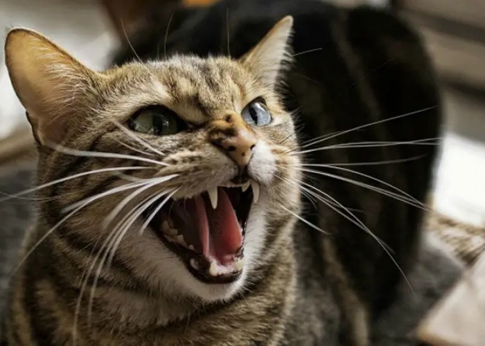 3 Cara Mengatasi Kucing Liar Agresif, Lakukan Hal Ini agar Menjadi Teman!