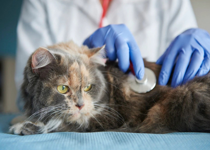 Ngeri! Ini 3 Jenis Penyakit Zoonosis yang Bisa Ditularkan oleh Kucing kepada Manusia, Waspadalah