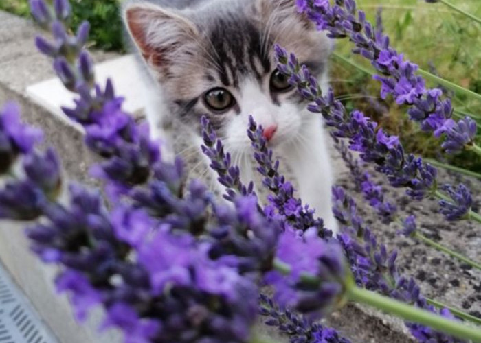Efektif Mengusir Kucing Liar Bandel! Yuk Simak 6 Tanaman Hias Pengusir Kucing Yang Ampuh dan Efektif