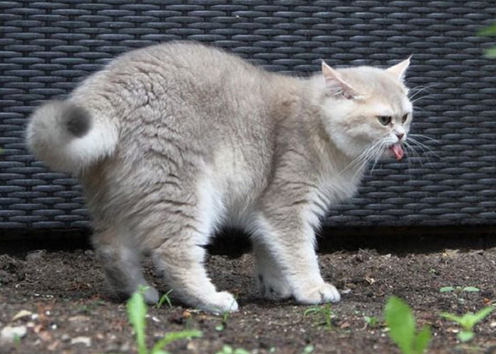 Halaman Rumah Sering Di Datangi Kucing Untuk Buang Air? Yuk Simak 6 Tips Mengusir Kucing Agar Tidak Kembali 