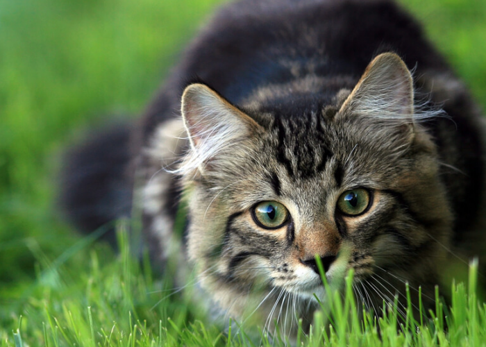 4 Alasan Kenapa Kucing Makan Rumput, yang Ternyata Ada Manfaatnya!