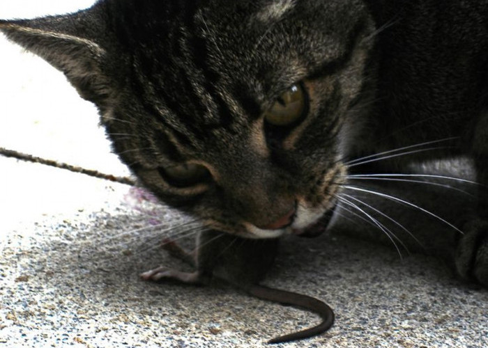 Hati-Hati! Inilah Bahaya Kucing Makan Tikus dan Juga Tindakan yang Wajib Dilakukan