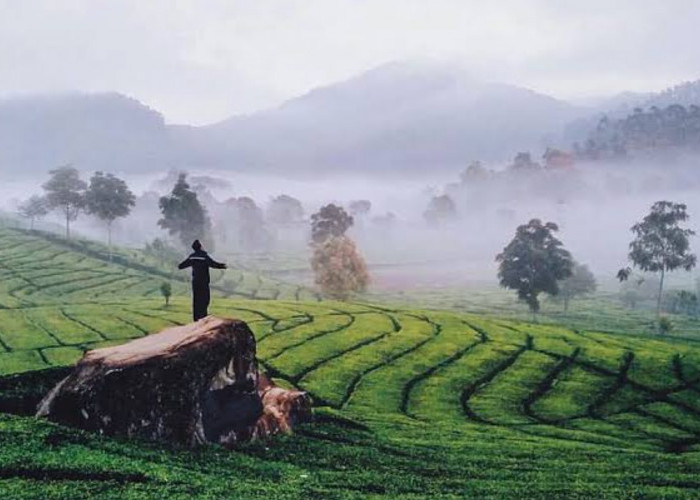 Kabut Ciwidey Selalu Mempesona dan Dirindukan, Ini 4 Tempat Wisata untuk Menikmatinya