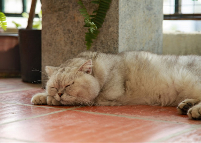 5 Alasan Kucing Suka Tidur di Lantai, Apakah Berbahaya? Yuk Simak