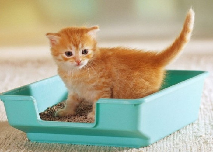 Kucing Kampung yang Baru Saja Dipelihara Harus Diajari Membuang Kotoran pada Litter Box, Inilah 3 Caranya!