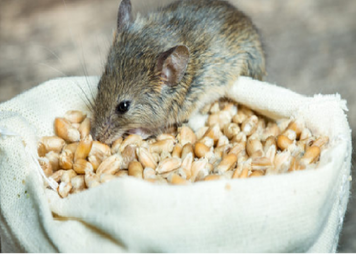 7 Makanan Tikus di Rumah, Cocok Dijadikan Umpan Jebakan