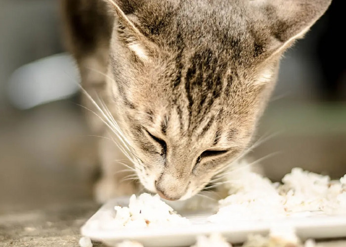 Kucing Kampung Diberi Makan Nasi, Benarkah Bikin Bulu Jadi Rontok dan Kena Diabetes?