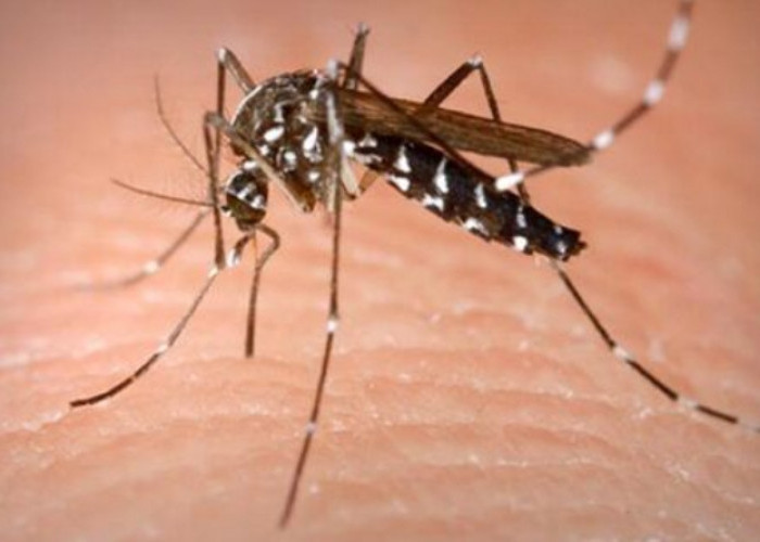 Cegah DBD dan Malaria, Ayo Usir Nyamuk Pengganggu dari Rumah dengan 10 Cara Sederhana Ini!