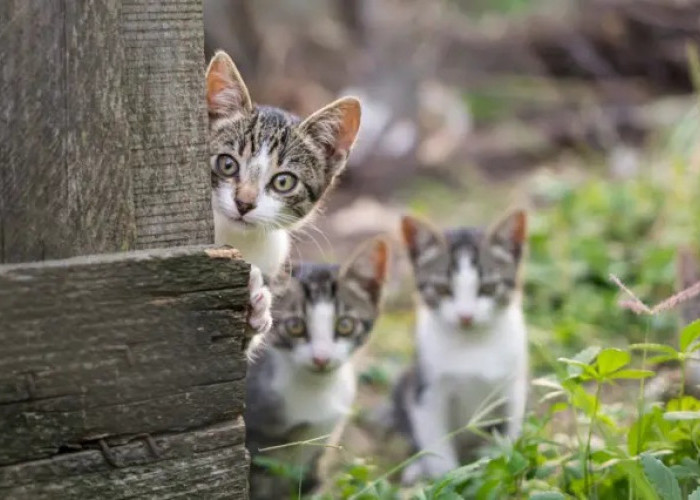 Kucing Liar Takut Ini dan Bisa Jadi Cara Mengusir Kucing Liar di Rumah, Inilah 5 Cara Tanpa Bikin Sakit
