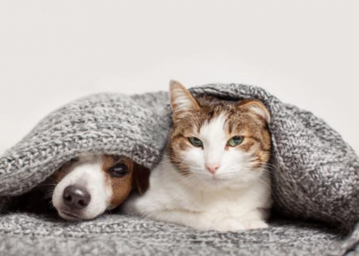 Catlovers Pasti Setuju, Inilah 5 Alasan Kucing Lebih Baik dari Anjing Sebagai Hewan Peliharaan