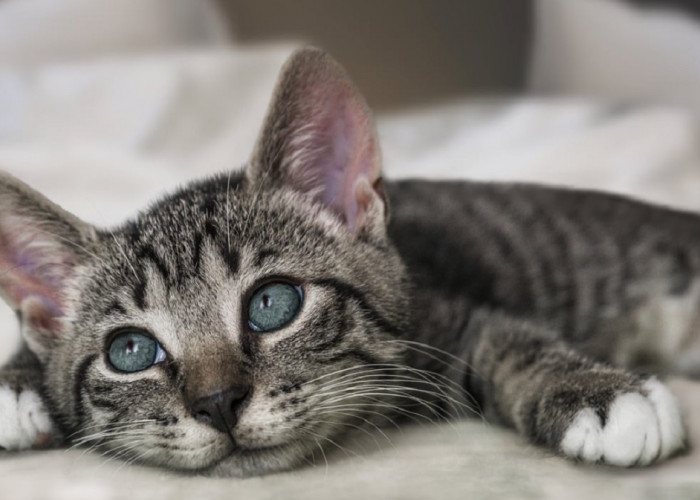 Penting Untuk Diketahui! Berikut 6 Ciri-Ciri Kucing Yang Tidak Boleh Kita Pelihara