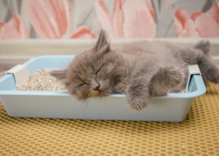 Kenapa Kucing Suka Tidur di Kotak Pasir? Ketahui 4 Alasannya Berikut, Salah Satunya Anyang-Anyangan