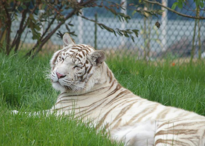 Kesalahan Genetika Langka? Ini Fakta Menarik Harimau Putih Langka Yang Wajib Kamu Ketahui! Simak Penjelasannya
