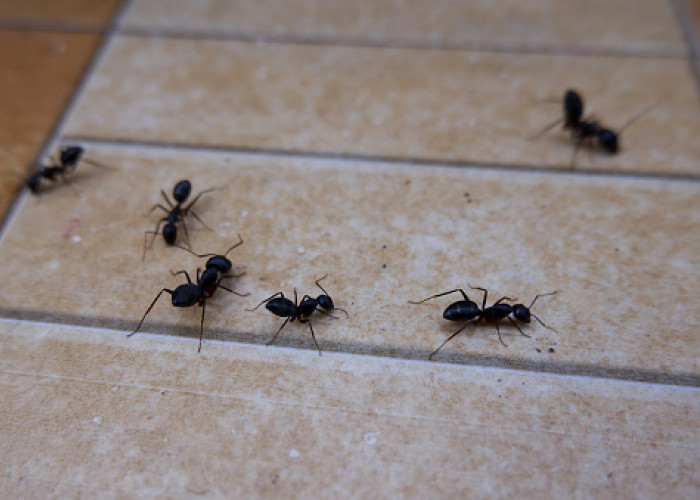Di Rumah Banyak Semut? Ini 5 Tips Mengusir Semut dengan Bahan Alami, Beserta Caranya! 