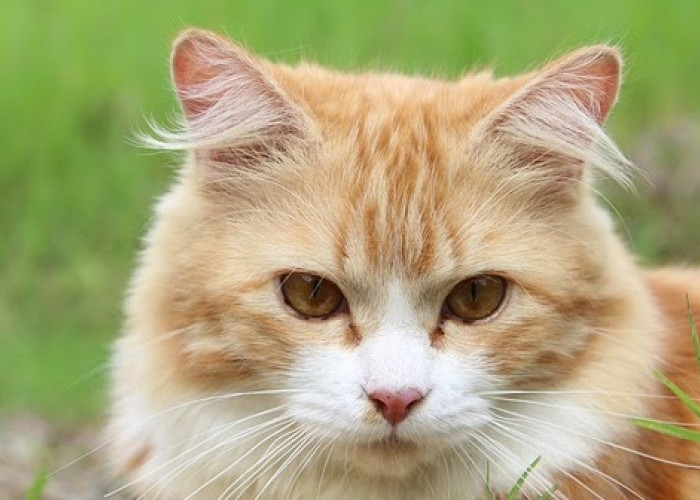 Rahasia Melebatkan Bulu Kucing Kampung, Tampak Sehat dan Berkilau 